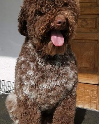 Lagotto romagnolo