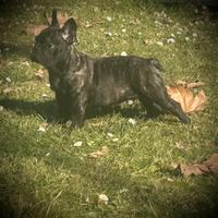 Cucciolo Bouldogue francese