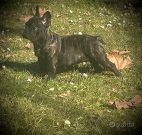 Cucciolo Bouldogue francese