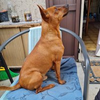 Pinscher nano da accoppiamento