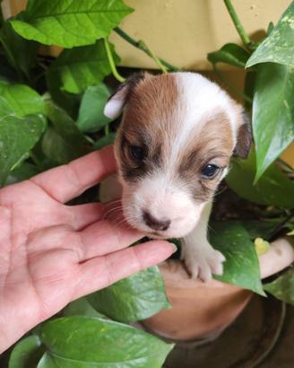 Jack Russell Terrier cuccioli
