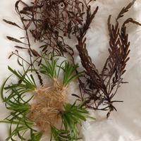 lotto potature piante da acquario