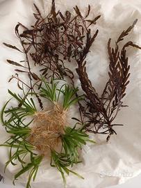 lotto potature piante da acquario