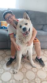 akita americano per accoppiare 