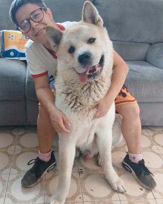 akita americano per accoppiare 