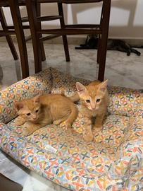 Piccoli e dolcissimi maschietti
