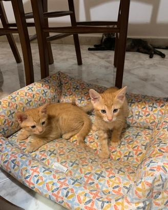 Piccoli e dolcissimi maschietti