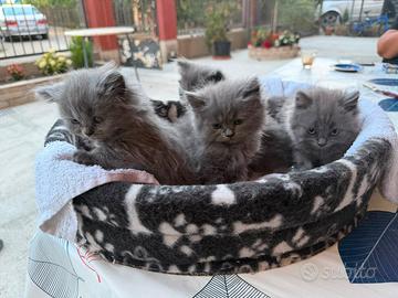 Cuccioli di British