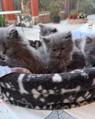 Cuccioli di British