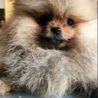 Spitz Nano con Pedigree ENCI