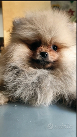 Spitz Nano con Pedigree ENCI