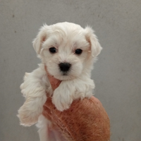 Maltesi maschi e femmine