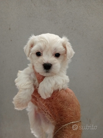 Maltesi maschi e femmine