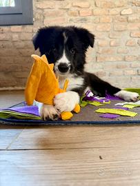 Border collie cucciolo
