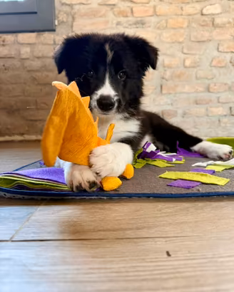 Border collie cucciolo