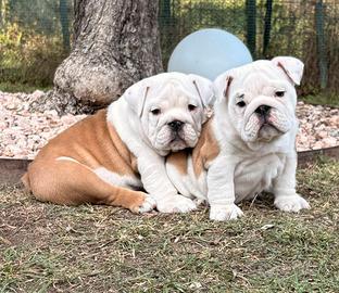 Bulldog Inglese cucciole