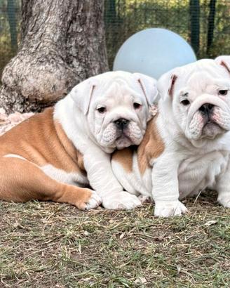 Bulldog Inglese cucciole