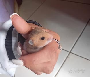 Cuccioli criceti