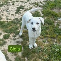 Cucciola incrocio labrador