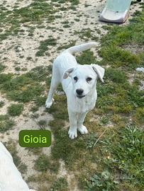 Cucciola incrocio labrador