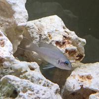 Ciclide tanganika Neolamprologus brichardi