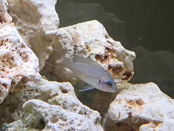 Ciclide tanganika Neolamprologus brichardi