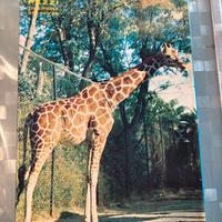 Rarissimo Puzzle Clementoni anni 70 Nr 3052