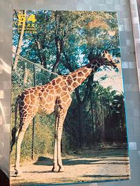 Rarissimo Puzzle Clementoni anni 70 Nr 3052