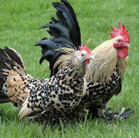 Galline nane calzate 