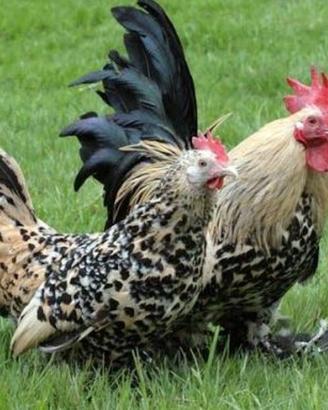 Galline nane calzate 