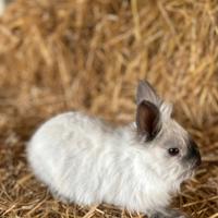 Conigli nani testa di leone