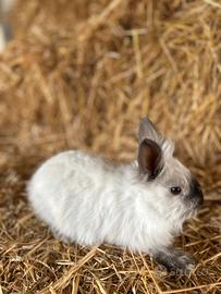 Conigli nani testa di leone