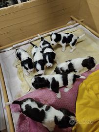 Springer Spaniel inglese