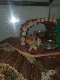 Criceto dorato maschio