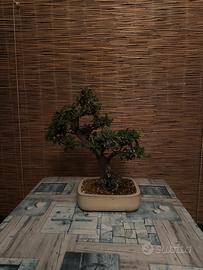 Bonsai pyracantha