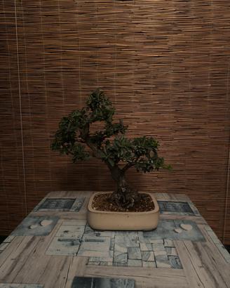 Bonsai pyracantha