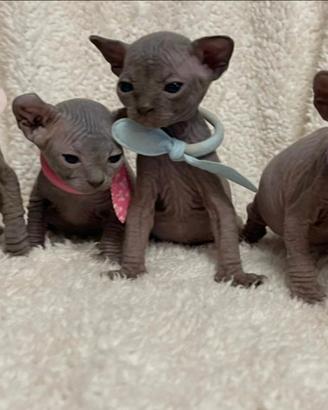 Sphynx BLU