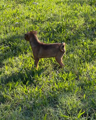 PINCHER maschio