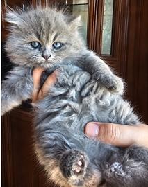 Tenera gattina pelosetta