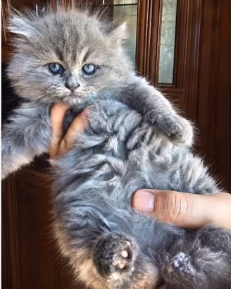 Tenera gattina pelosetta