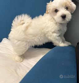 Cucciolo maltese