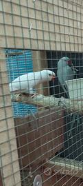 Coppie parrocchetti dal collare
