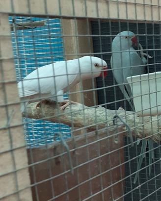 Coppie parrocchetti dal collare