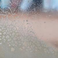 Microworms starter - Panagrellus redivivus