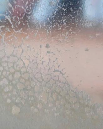 Microworms starter - Panagrellus redivivus