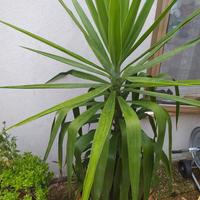 pianta della felicità 