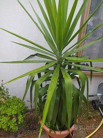 pianta della felicità 