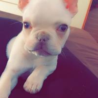 Bulldog francese