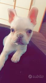 Bulldog francese