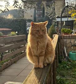 Gattini